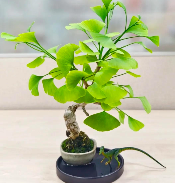 5 lo&agrave;i c&acirc;y sống l&acirc;u hơn cả người, c&agrave;ng gi&agrave; c&agrave;ng lộ ra sự qu&yacute; gi&aacute;, bảo vệ gia đ&igrave;nh, giữ lộc 3 đời con ch&aacute;u - Ảnh 5.