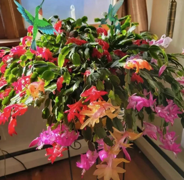 5 lo&agrave;i c&acirc;y sống l&acirc;u hơn cả người, c&agrave;ng gi&agrave; c&agrave;ng lộ ra sự qu&yacute; gi&aacute;, bảo vệ gia đ&igrave;nh, giữ lộc 3 đời con ch&aacute;u - Ảnh 1.