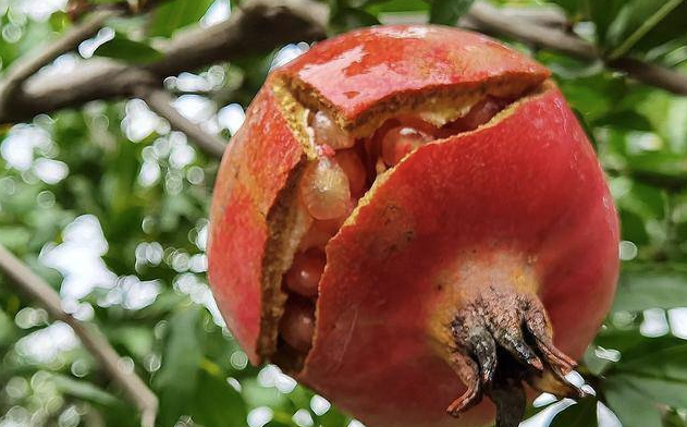 5 lo&agrave;i c&acirc;y sống l&acirc;u hơn cả người, c&agrave;ng gi&agrave; c&agrave;ng lộ ra sự qu&yacute; gi&aacute;, bảo vệ gia đ&igrave;nh, giữ lộc 3 đời con ch&aacute;u - Ảnh 6.