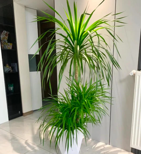 5 lo&agrave;i c&acirc;y sống l&acirc;u hơn cả người, c&agrave;ng gi&agrave; c&agrave;ng lộ ra sự qu&yacute; gi&aacute;, bảo vệ gia đ&igrave;nh, giữ lộc 3 đời con ch&aacute;u - Ảnh 9.