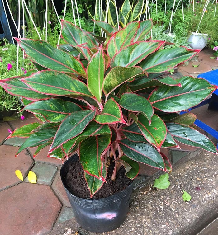 3 c&acirc;y nở hoa l&agrave; ph&uacute;c lộc song h&agrave;nh, vận đỏ gh&eacute; thăm: Ch&uacute;c mừng nh&agrave; n&agrave;o sở hữu- Ảnh 3.