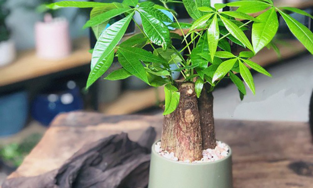 3 c&acirc;y nở hoa l&agrave; ph&uacute;c lộc song h&agrave;nh, vận đỏ gh&eacute; thăm: Ch&uacute;c mừng nh&agrave; n&agrave;o sở hữu- Ảnh 2.