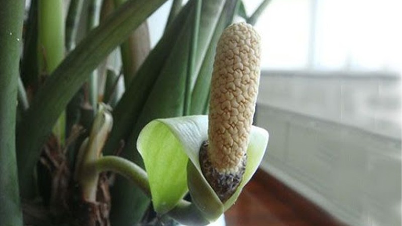 3 c&acirc;y nở hoa l&agrave; ph&uacute;c lộc song h&agrave;nh, vận đỏ gh&eacute; thăm: Ch&uacute;c mừng nh&agrave; n&agrave;o sở hữu- Ảnh 1.