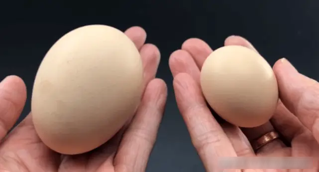Đi chợ chọn trứng to nhất hay nhỏ nhất tốt hơn? - Ảnh 4.