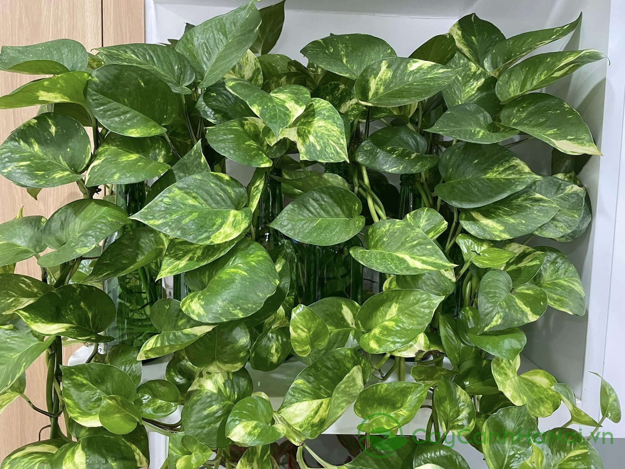 7 loại c&acirc;y đặt đ&uacute;ng chỗ l&agrave; "k&eacute;o tiền về": Nhiều người trồng sai n&ecirc;n kh&ocirc;ng gi&agrave;u l&ecirc;n được - Ảnh 3.