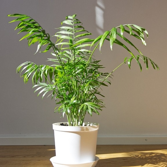 7 loại c&acirc;y đặt đ&uacute;ng chỗ l&agrave; "k&eacute;o tiền về": Nhiều người trồng sai n&ecirc;n kh&ocirc;ng gi&agrave;u l&ecirc;n được - Ảnh 4.