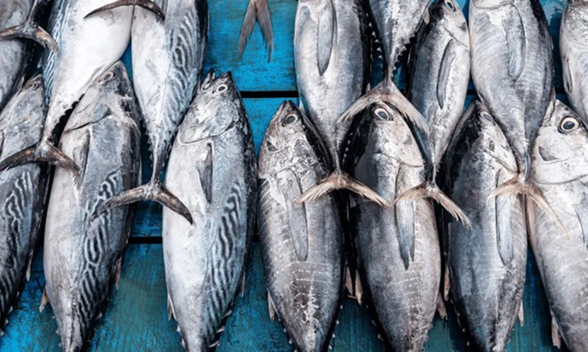 Loại c&aacute; người Việt thường xuy&ecirc;n ăn được v&iacute; như "v&agrave;ng mềm của biển cả", gi&agrave;u omega-3 gi&uacute;p bồi bổ tim mạch, tốt cho n&atilde;o bộ v&agrave; cơ bắp - Ảnh 2.