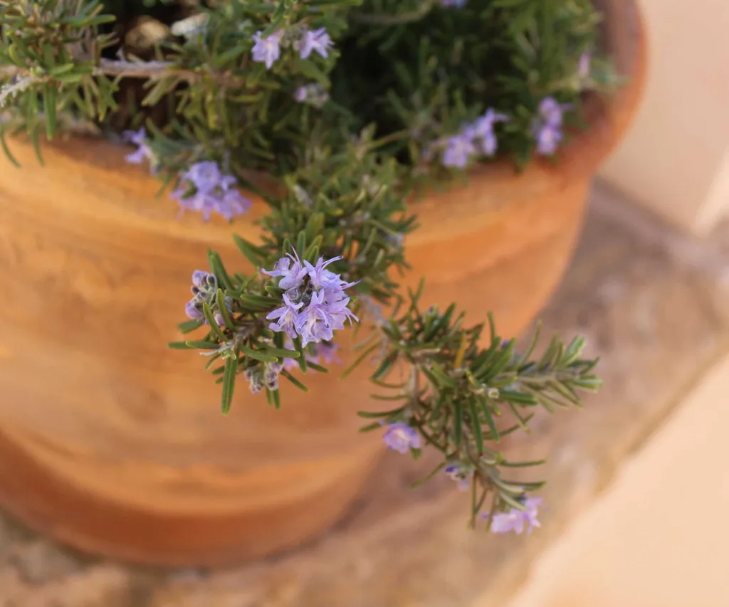 5 loại c&acirc;y đuổi muỗi, n&ecirc;n trồng ngay trong nh&agrave;  - Ảnh 1.