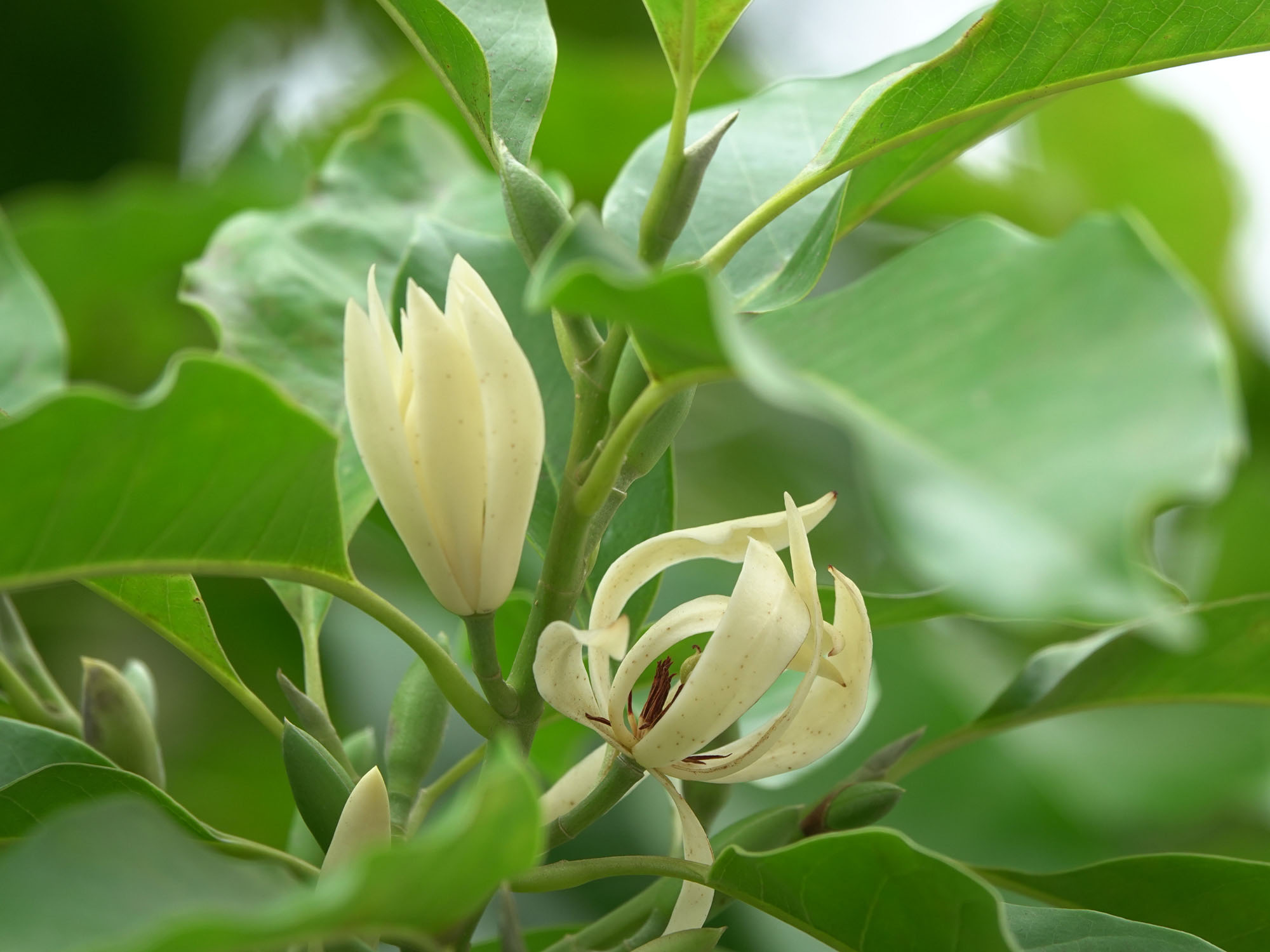 3 loại c&acirc;y "h&uacute;t" vượng kh&iacute; n&ecirc;n trồng trước cổng nh&agrave;- Ảnh 3.