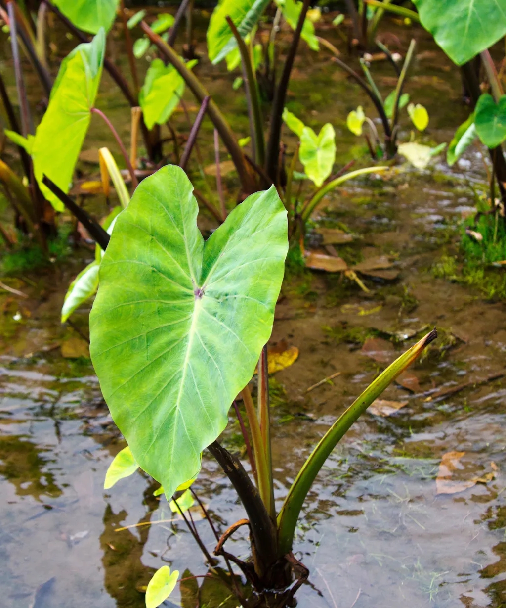 5 loại c&acirc;y "dụ" muỗi đến nh&agrave;, nếu trồng n&ecirc;n ch&uacute; &yacute; - Ảnh 5.