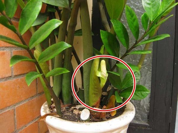 5 niềm vui v&agrave; 4 nỗi lo khi trồng c&acirc;y kim tiền trong nh&agrave; 2026 - Ảnh 2.