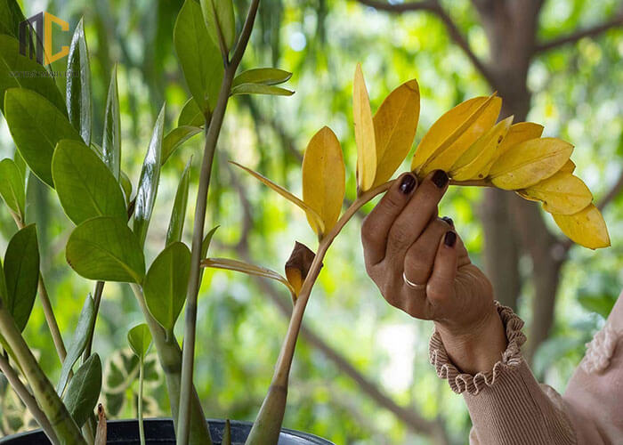 5 niềm vui v&agrave; 4 nỗi lo khi trồng c&acirc;y kim tiền trong nh&agrave; 2026 - Ảnh 3.