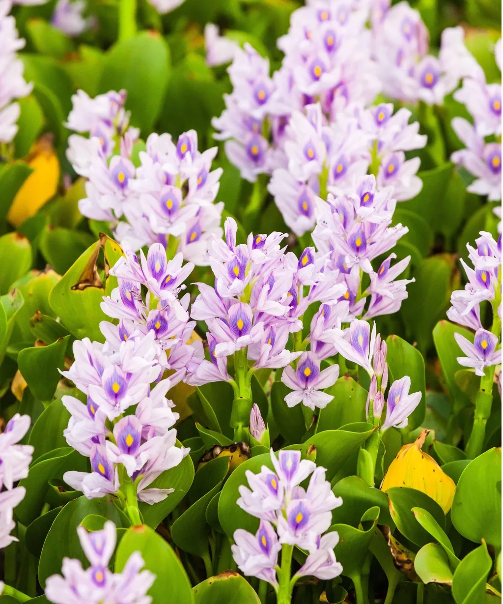 5 loại c&acirc;y "dụ" muỗi đến nh&agrave;, nếu trồng n&ecirc;n ch&uacute; &yacute; - Ảnh 1.