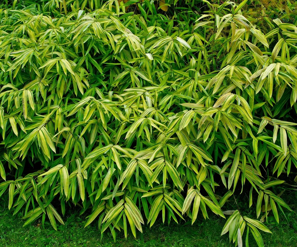 5 loại c&acirc;y "dụ" muỗi đến nh&agrave;, nếu trồng n&ecirc;n ch&uacute; &yacute; - Ảnh 2.