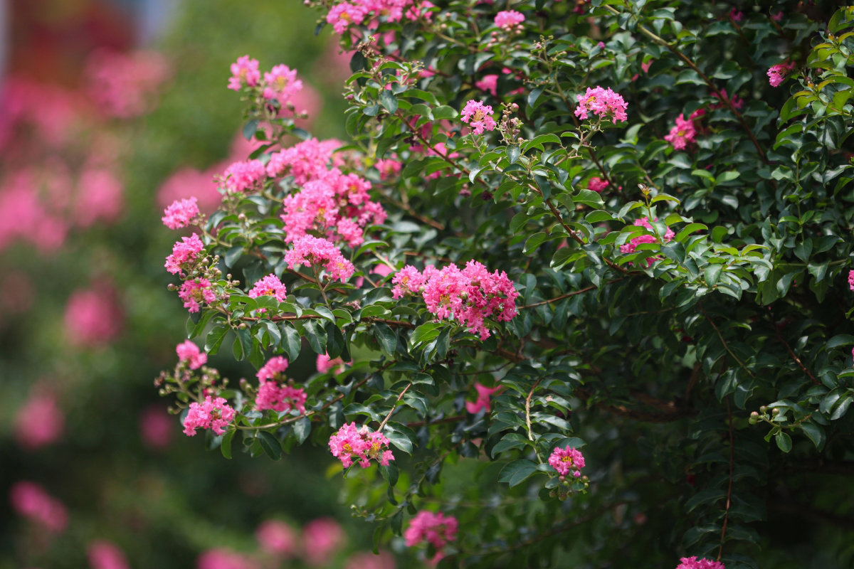 3 loại c&acirc;y "h&uacute;t" vượng kh&iacute; n&ecirc;n trồng trước cổng nh&agrave;- Ảnh 2.