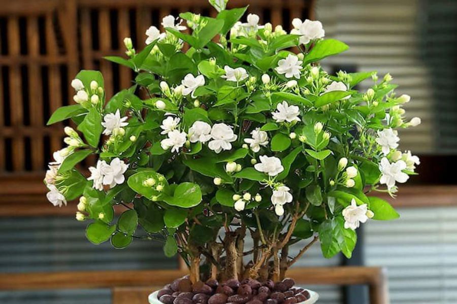 5 lo&agrave;i hoa thơm nức mũi cho kh&ocirc;ng gian sống, ki&ecirc;ng đặt b&agrave;n thờ - Ảnh 4.