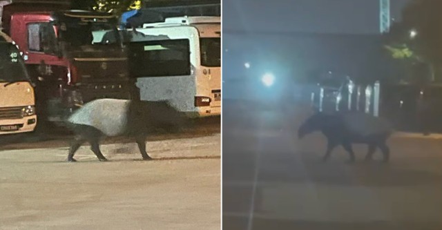 "Quái thú" có bước đi 'vang như tiếng vó ngựa' xuất hiện giữa phố, chuyên gia hé lộ: Chỉ còn 2.500 cá thể - Ảnh 3.