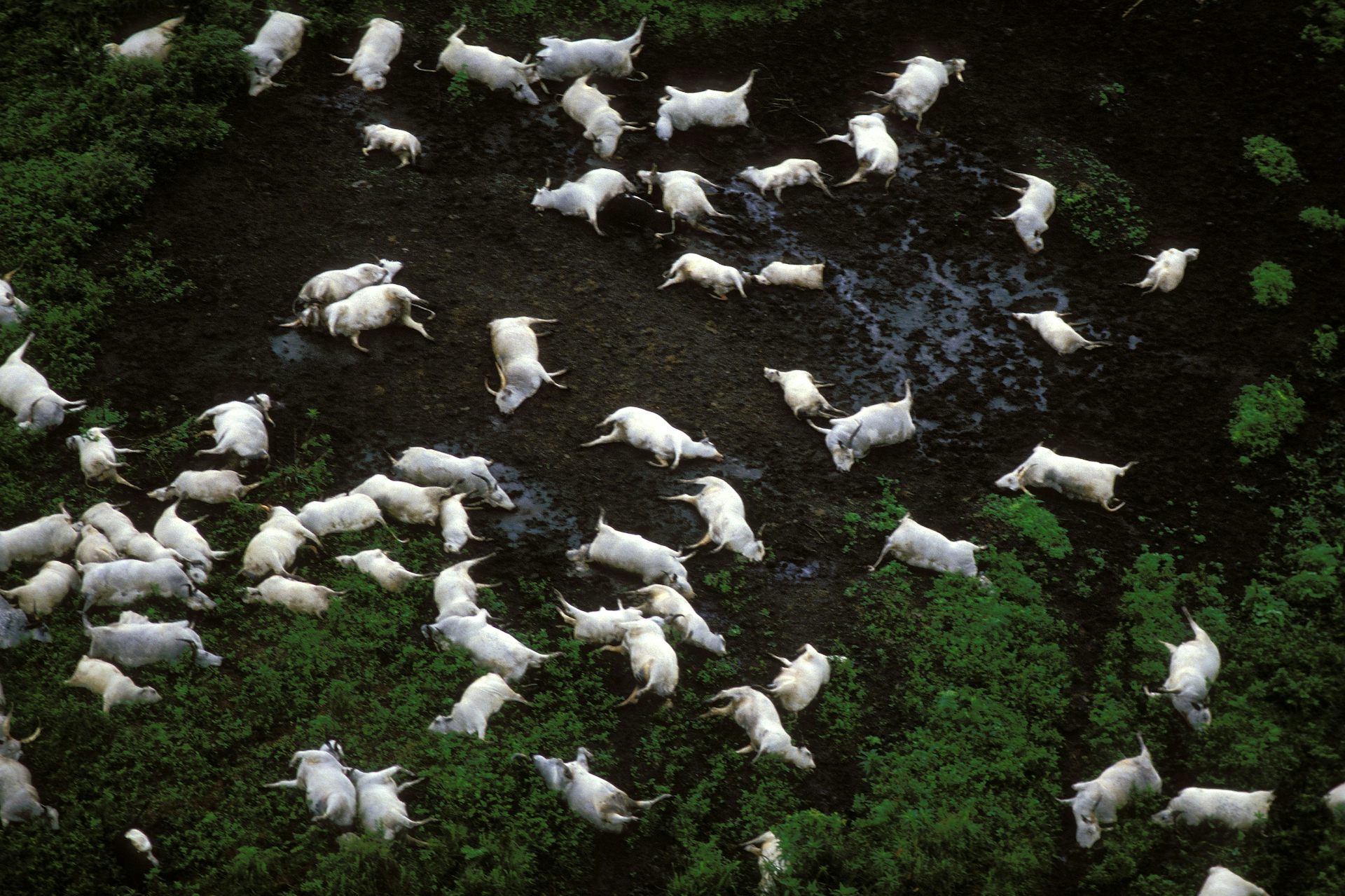 Thảm họa hồ giết người: B&iacute; ẩn cướp đi 1.746 sinh mạng trong đ&ecirc;m - Ảnh 2.