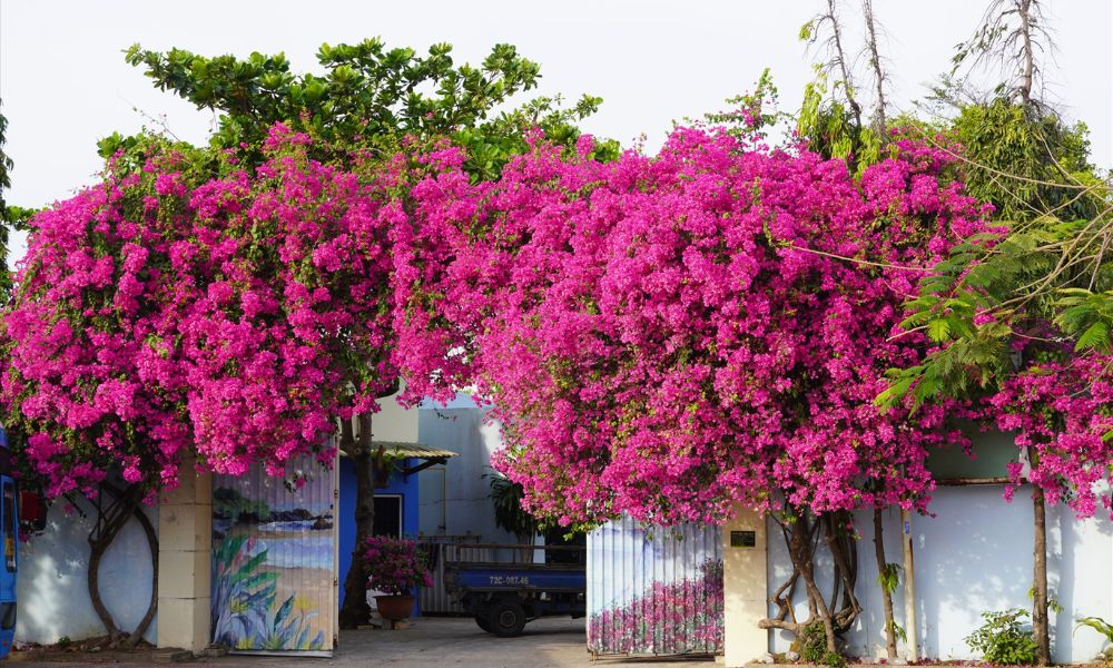 4 niềm vui v&agrave; 3 nỗi sợ khi trồng hoa giấy trong kh&ocirc;ng gian sống - Ảnh 1.