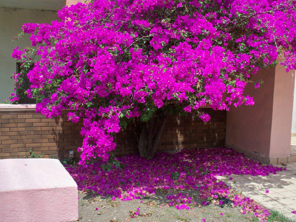 4 niềm vui v&agrave; 3 nỗi sợ khi trồng hoa giấy trong kh&ocirc;ng gian sống - Ảnh 3.