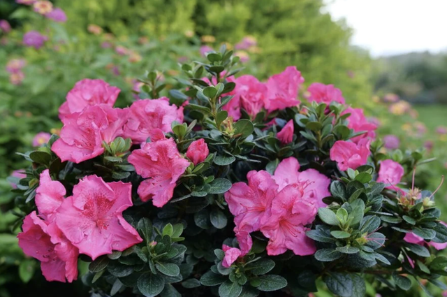 Loại cây nên trồng ngay bây giờ: Đẹp thanh lịch, ấn tượng Loại cây nên trồng ngay bây giờ: Đẹp thanh lịch, ấn tượng