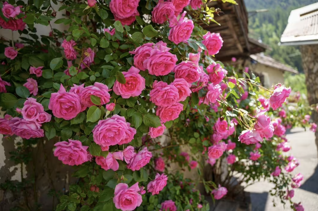 Loại cây nên trồng ngay bây giờ: Đẹp thanh lịch, ấn tượng Loại cây nên trồng ngay bây giờ: Đẹp thanh lịch, ấn tượng