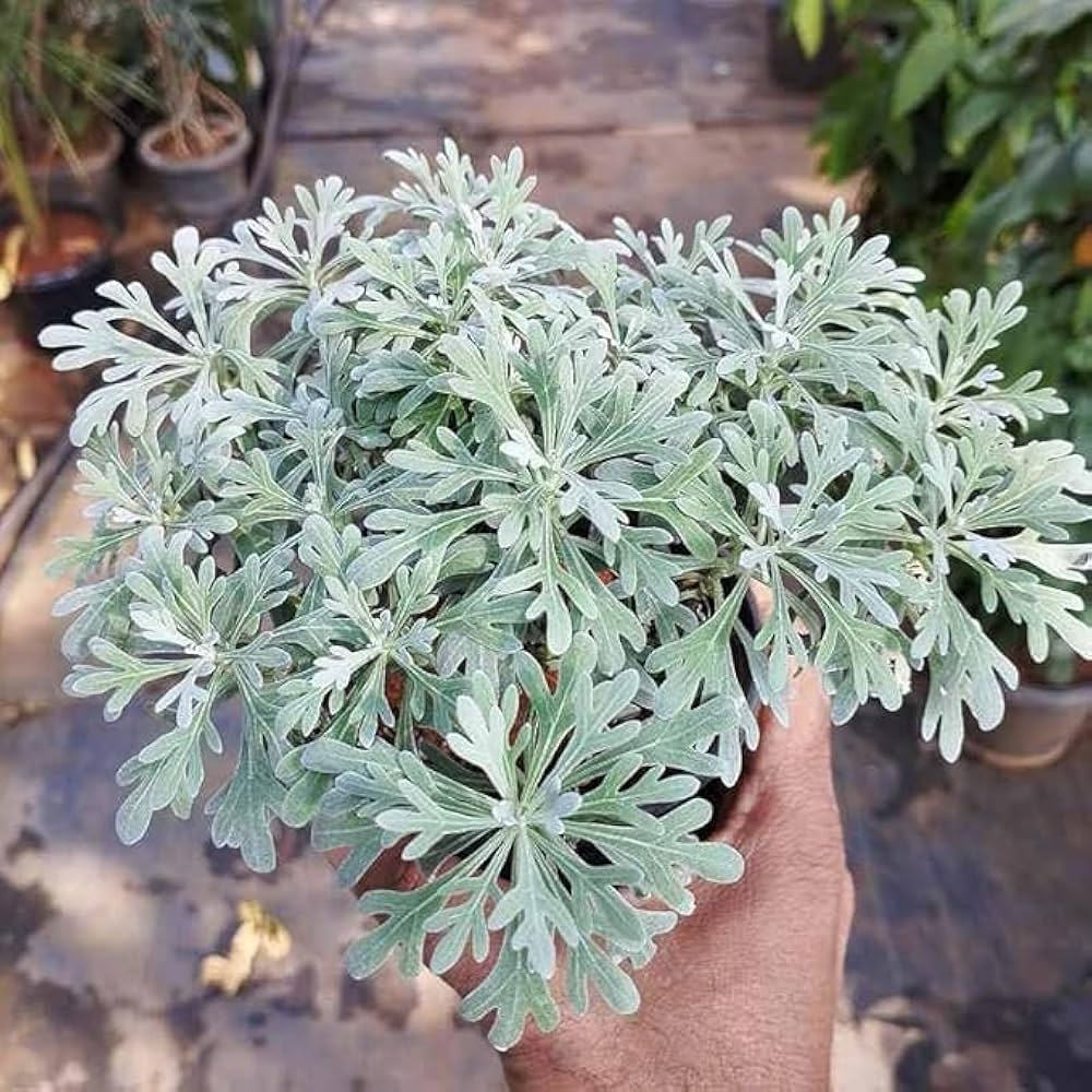 9 loại c&acirc;y đuổi muỗi n&ecirc;n trồng ngay trong nh&agrave; v&agrave;o m&ugrave;a h&egrave; n&agrave;y - Ảnh 9.