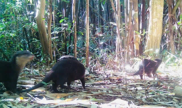 - Ảnh 1. - Ảnh 1.