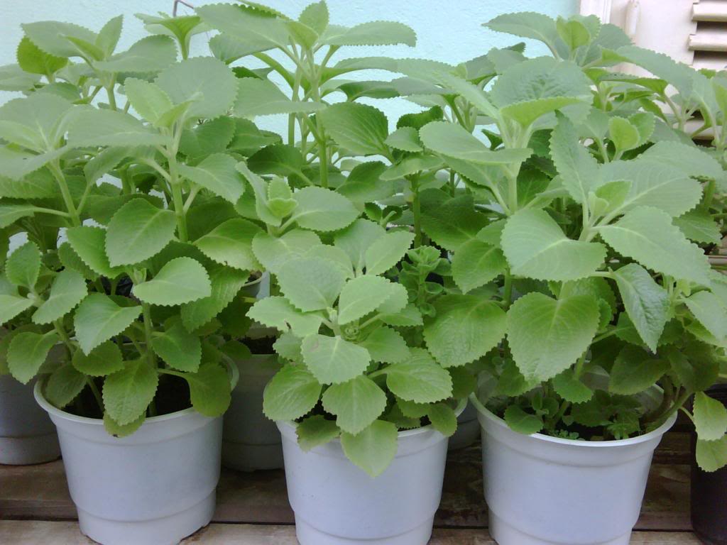 8 loại c&acirc;y muỗi rất "sợ" - Ảnh 3.