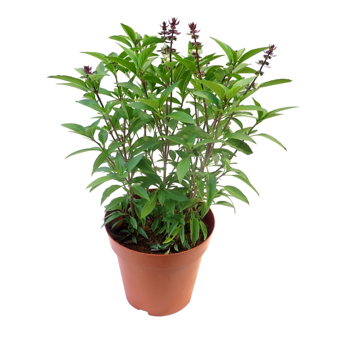 9 loại c&acirc;y đuổi muỗi n&ecirc;n trồng ngay trong nh&agrave; v&agrave;o m&ugrave;a h&egrave; n&agrave;y - Ảnh 3.