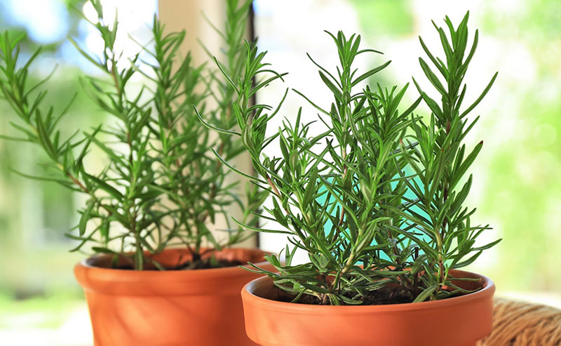 3 loại c&acirc;y n&ecirc;n trồng trong nh&agrave; đuổi muỗi hiệu quả, thơm ph&ograve;ng - Ảnh 1.