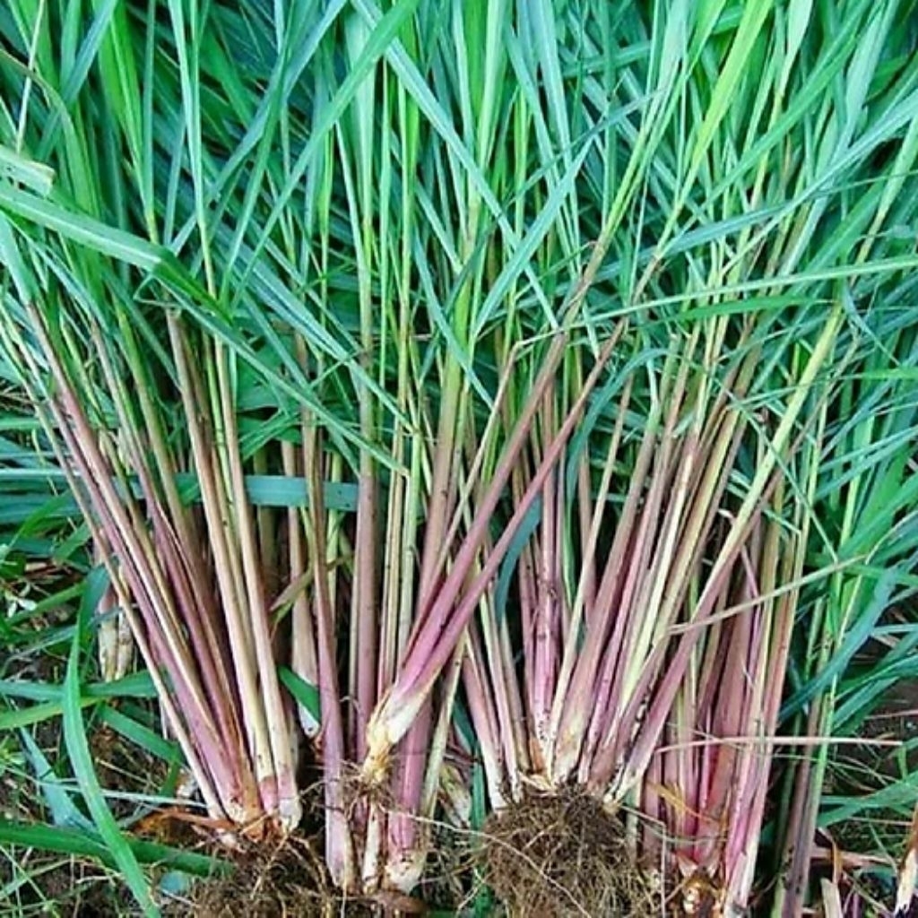 8 loại c&acirc;y muỗi rất "sợ" - Ảnh 1.