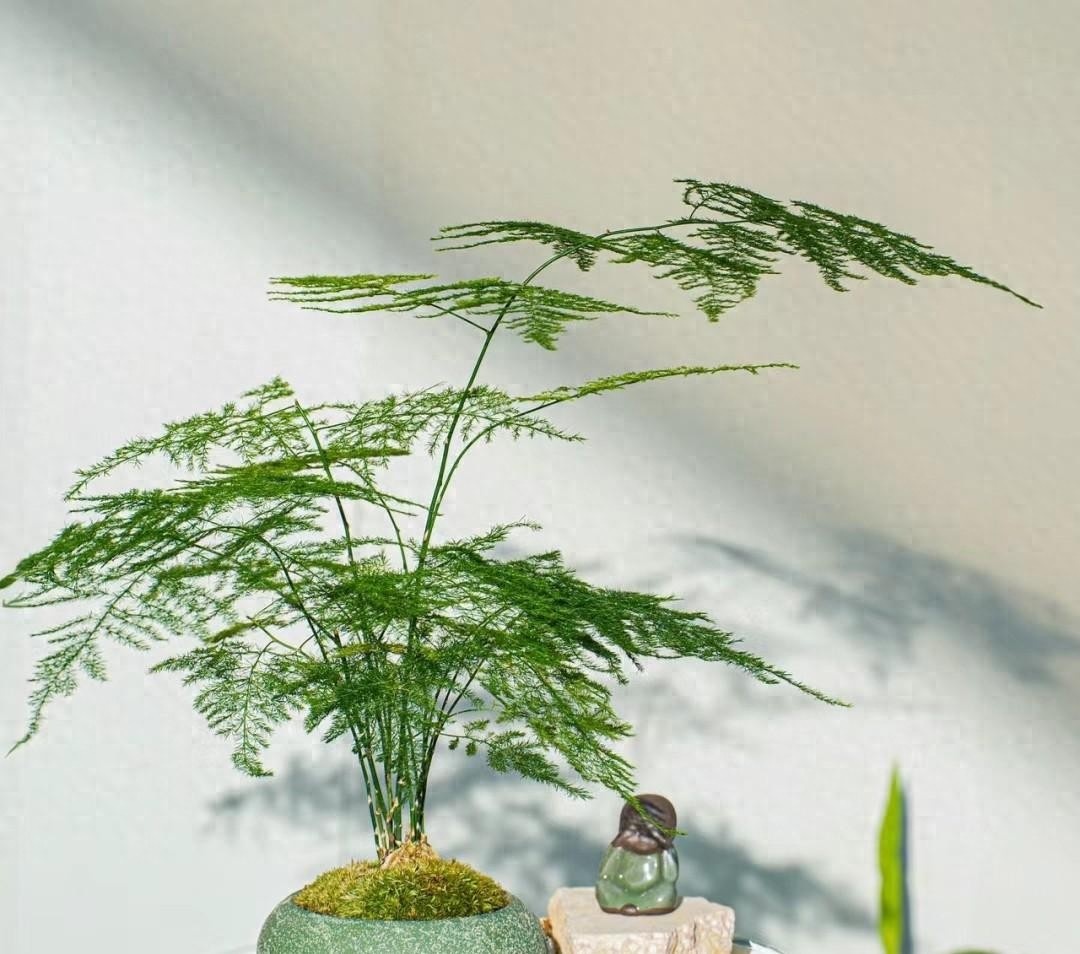 N&acirc;ng cấp ph&ograve;ng kh&aacute;ch thượng lưu với 8 c&acirc;y xanh thần chi&ecirc;u t&agrave;i h&uacute;t lộc - Ảnh 1.