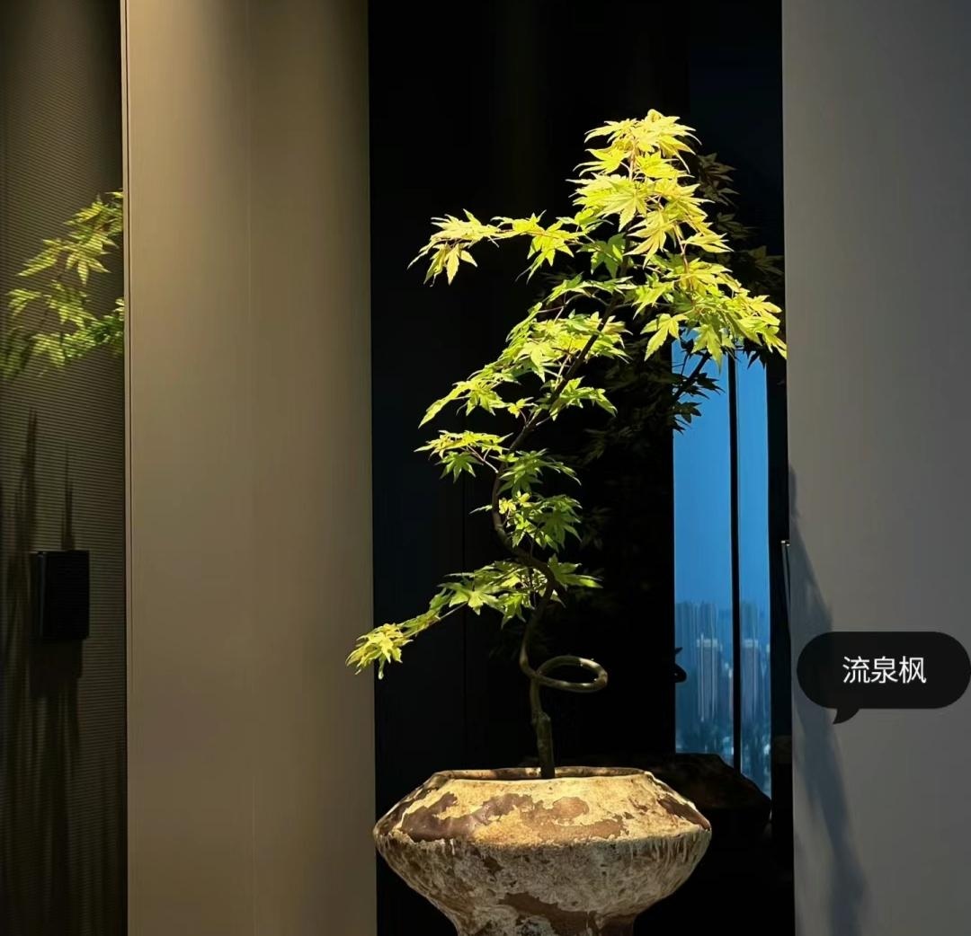 N&acirc;ng cấp ph&ograve;ng kh&aacute;ch thượng lưu với 8 c&acirc;y xanh thần chi&ecirc;u t&agrave;i h&uacute;t lộc - Ảnh 6.