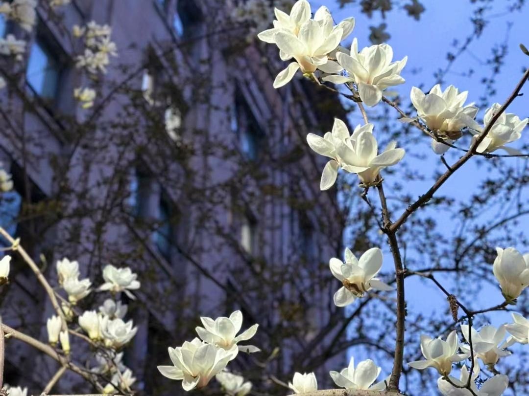 10 lo&agrave;i hoa thơm ph&aacute;t đi&ecirc;n: M&ugrave;i hương độc nhất thi&ecirc;n hạ, đến thợ điều chế nước hoa cũng kh&ocirc;ng thể bắt chước - Ảnh 2.