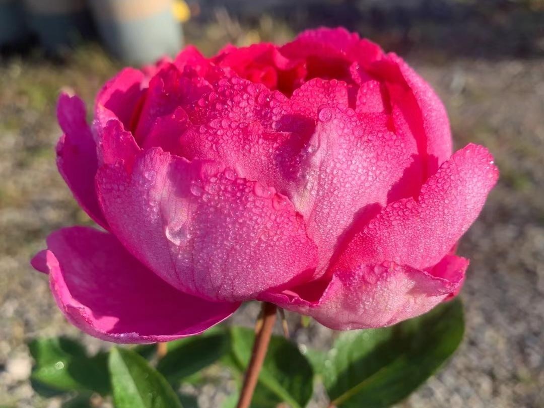 10 lo&agrave;i hoa thơm ph&aacute;t đi&ecirc;n: M&ugrave;i hương độc nhất thi&ecirc;n hạ, đến thợ điều chế nước hoa cũng kh&ocirc;ng thể bắt chước - Ảnh 4.