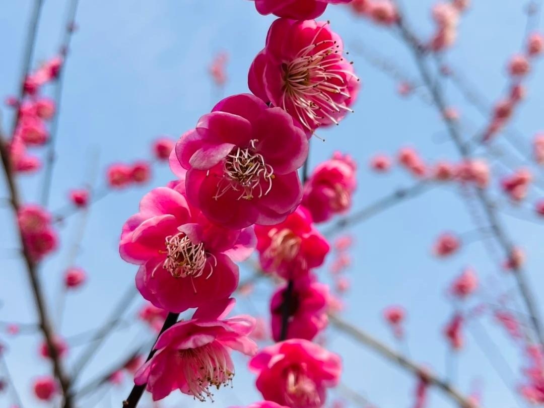 10 lo&agrave;i hoa thơm ph&aacute;t đi&ecirc;n: M&ugrave;i hương độc nhất thi&ecirc;n hạ, đến thợ điều chế nước hoa cũng kh&ocirc;ng thể bắt chước - Ảnh 5.