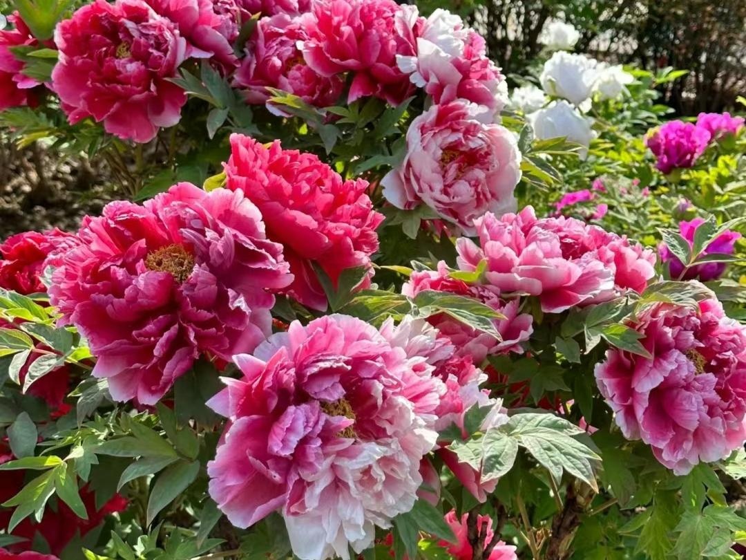 10 lo&agrave;i hoa thơm ph&aacute;t đi&ecirc;n: M&ugrave;i hương độc nhất thi&ecirc;n hạ, đến thợ điều chế nước hoa cũng kh&ocirc;ng thể bắt chước - Ảnh 6.