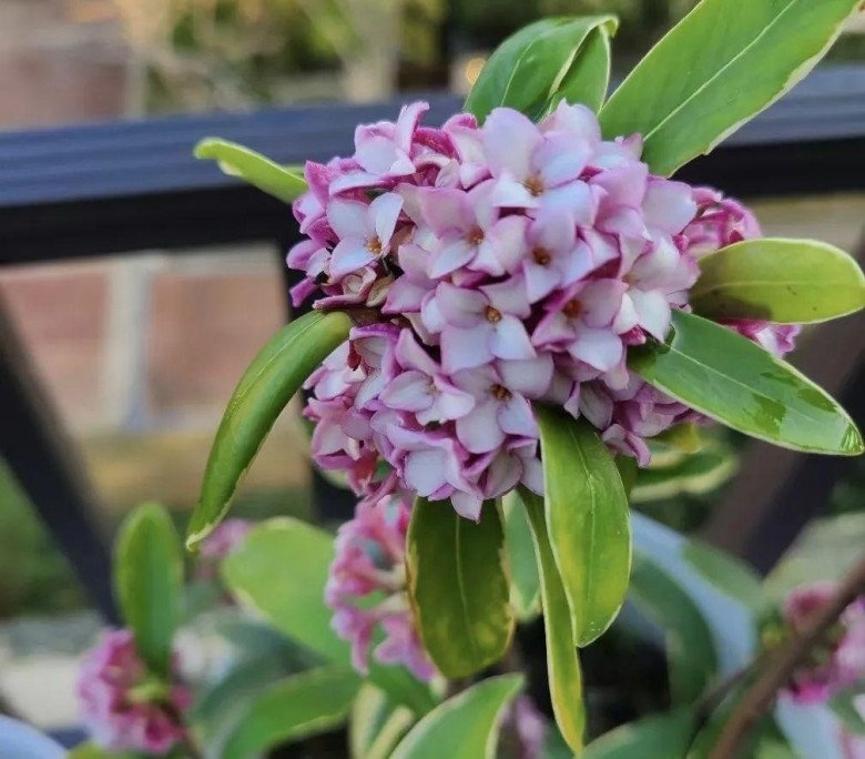 10 lo&agrave;i hoa thơm ph&aacute;t đi&ecirc;n: M&ugrave;i hương độc nhất thi&ecirc;n hạ, đến thợ điều chế nước hoa cũng kh&ocirc;ng thể bắt chước - Ảnh 7.