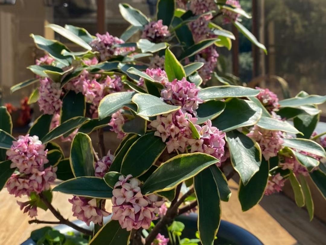 10 lo&agrave;i hoa thơm ph&aacute;t đi&ecirc;n: M&ugrave;i hương độc nhất thi&ecirc;n hạ, đến thợ điều chế nước hoa cũng kh&ocirc;ng thể bắt chước - Ảnh 8.