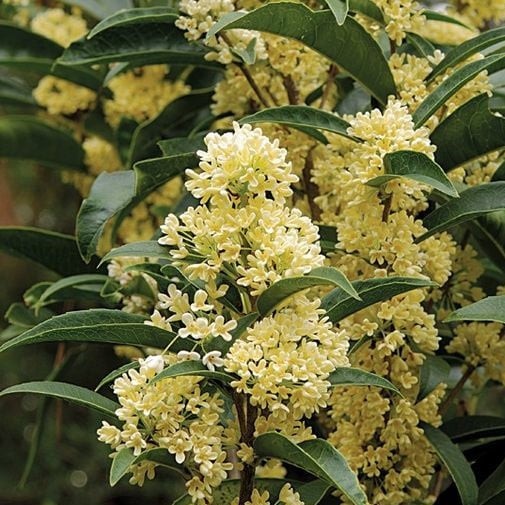 10 lo&agrave;i hoa thơm ph&aacute;t đi&ecirc;n: M&ugrave;i hương độc nhất thi&ecirc;n hạ, đến thợ điều chế nước hoa cũng kh&ocirc;ng thể bắt chước - Ảnh 9.