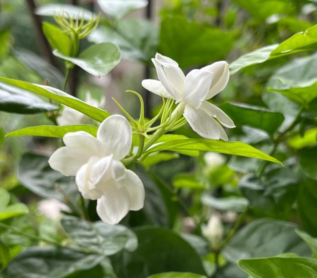 10 lo&agrave;i hoa thơm ph&aacute;t đi&ecirc;n: M&ugrave;i hương độc nhất thi&ecirc;n hạ, đến thợ điều chế nước hoa cũng kh&ocirc;ng thể bắt chước - Ảnh 10.
