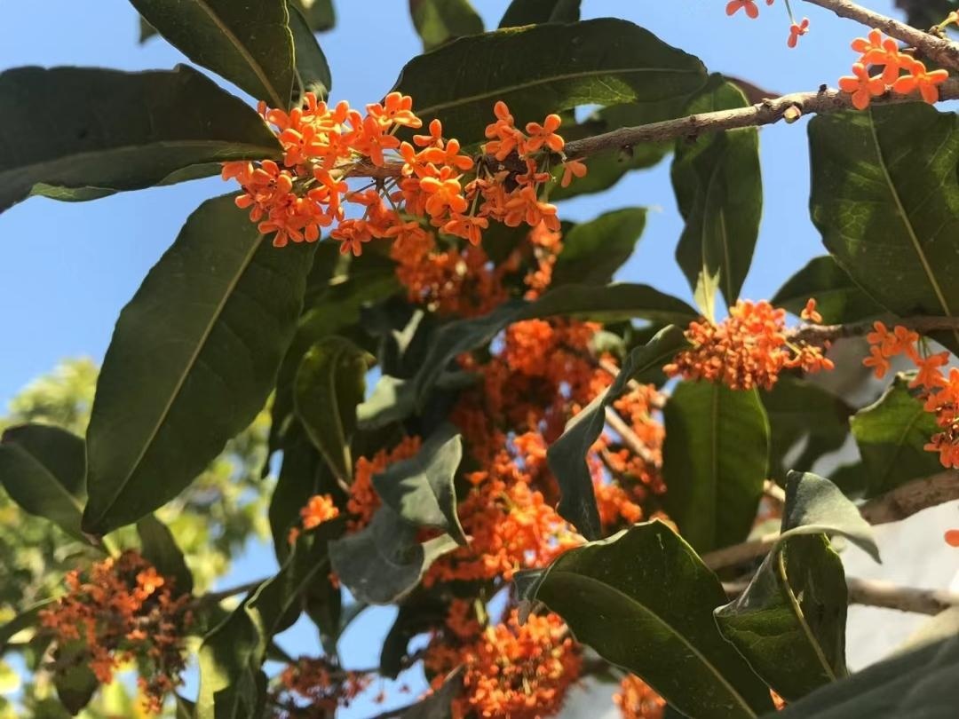 10 lo&agrave;i hoa thơm ph&aacute;t đi&ecirc;n: M&ugrave;i hương độc nhất thi&ecirc;n hạ, đến thợ điều chế nước hoa cũng kh&ocirc;ng thể bắt chước - Ảnh 11.