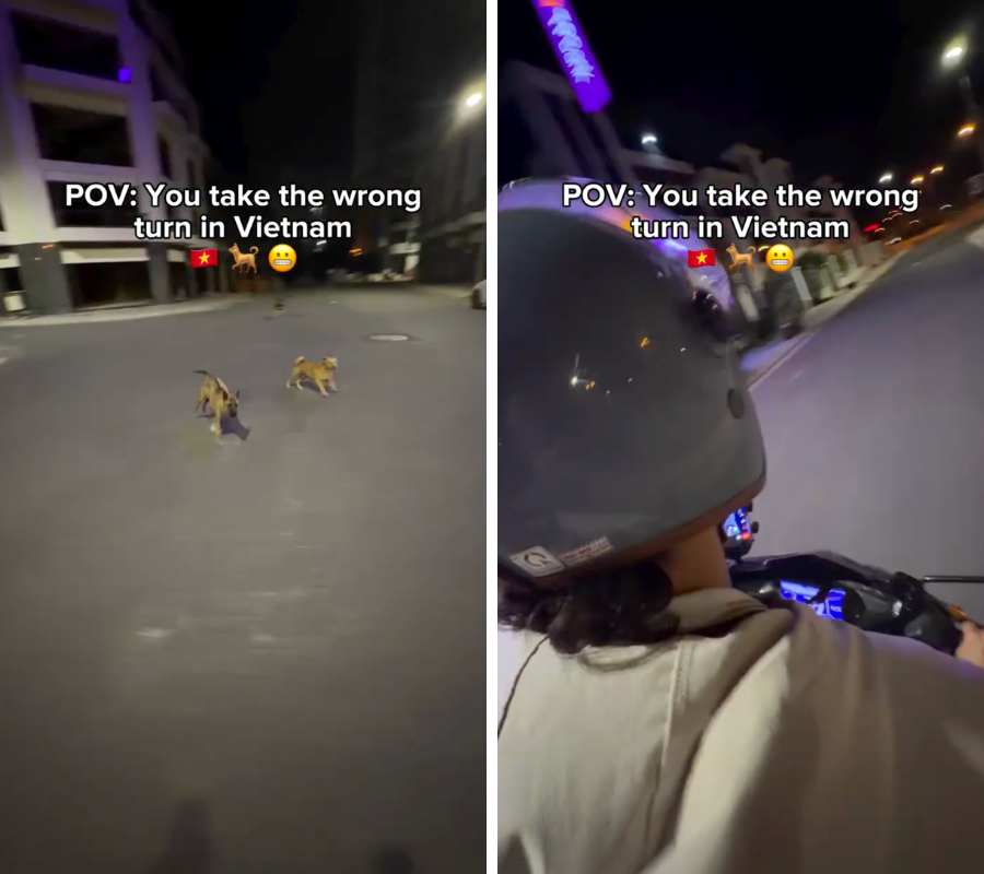 Kh&aacute;ch T&acirc;y bị ch&oacute; rượt ở Việt Nam: Trải nghiệm h&agrave;i hước kh&oacute; qu&ecirc;n - Ảnh 2.