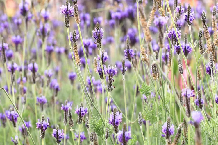 8 loại c&acirc;y muỗi rất "sợ" - Ảnh 2.