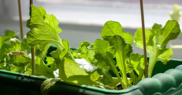 3 loại c&acirc;y gi&uacute;p t&acirc;m trạng tốt l&ecirc;n từng ng&agrave;y: Biết trồng c&ograve;n khỏe &ldquo;to&agrave;n th&acirc;n&rdquo; - Ảnh 4.