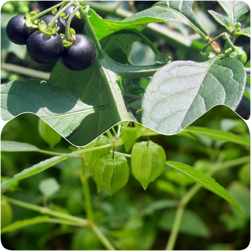 Loại rau mọc dại khắp bờ bụi, được v&iacute; l&agrave; &ldquo;vũ kh&iacute;&rdquo; chống ung thư, tiểu đường: Tiếc l&agrave; &iacute;t người biết để ăn - Ảnh 4.