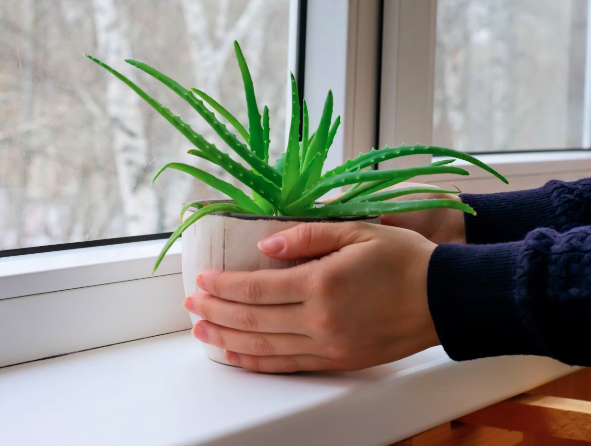 3 loại c&acirc;y rất hợp với người U50: Biết trồng th&igrave; thể chất v&agrave; tinh thần tốt l&ecirc;n tr&ocirc;ng thấy - Ảnh 1.