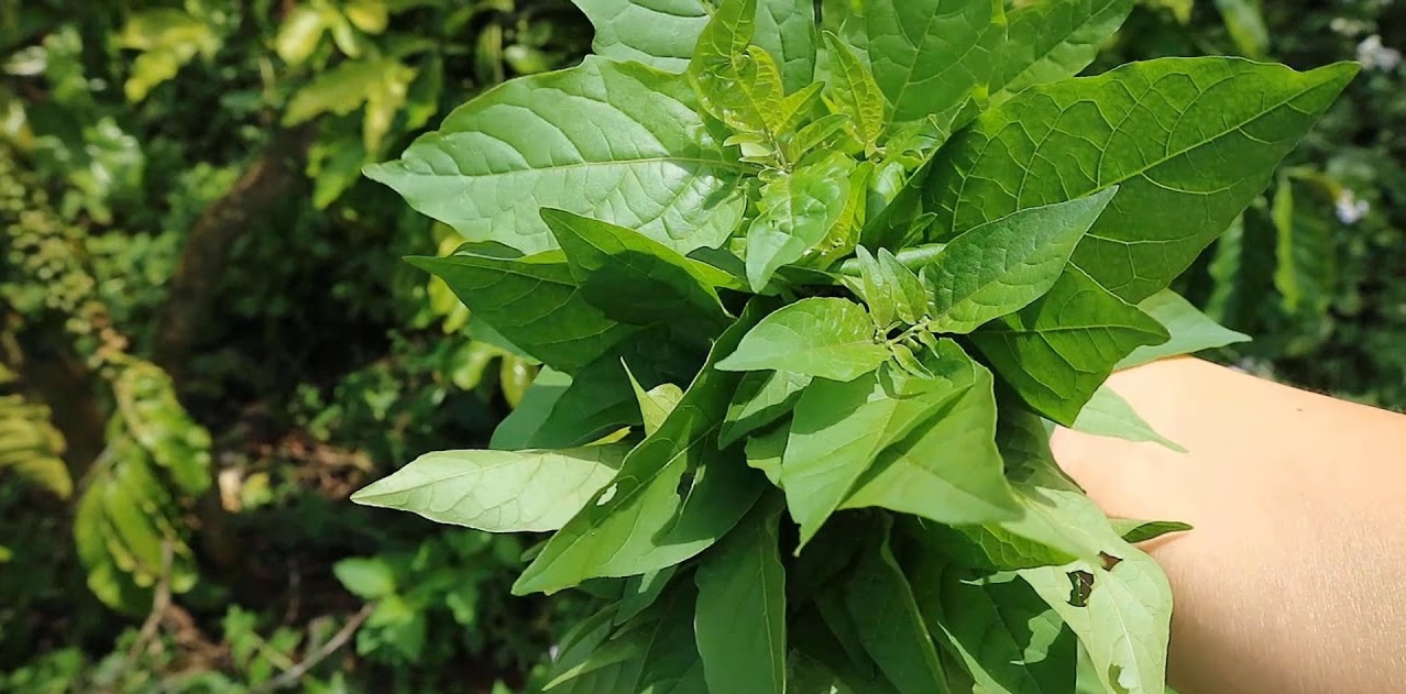 Loại rau mọc dại khắp bờ bụi, được v&iacute; l&agrave; &ldquo;vũ kh&iacute;&rdquo; chống ung thư, tiểu đường: Tiếc l&agrave; &iacute;t người biết để ăn - Ảnh 1.