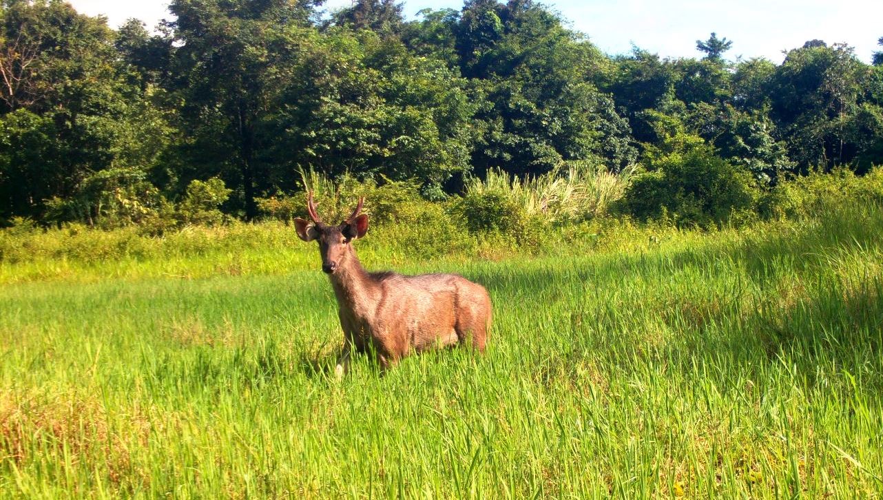 Kh&aacute;m ph&aacute; Vườn Quốc gia Chư Mom Ray - kho B&aacute;u động vật q&uacute;y hiếm T&acirc;y Nguy&ecirc;n - Ảnh 1.